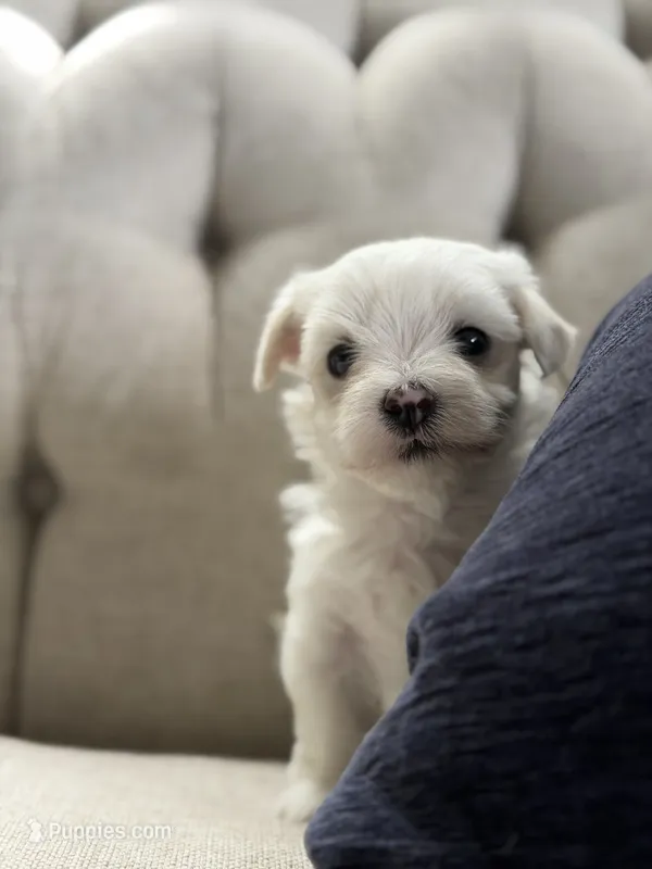 Maltese puppy boy  – Maltese puppy for sale in Belle Plaine, MN