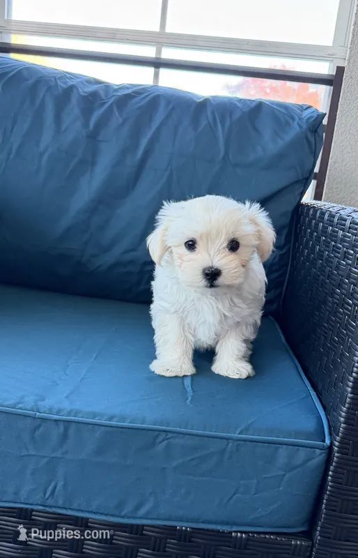 Maltese boy – Maltese puppy for sale in Belle Plaine, MN