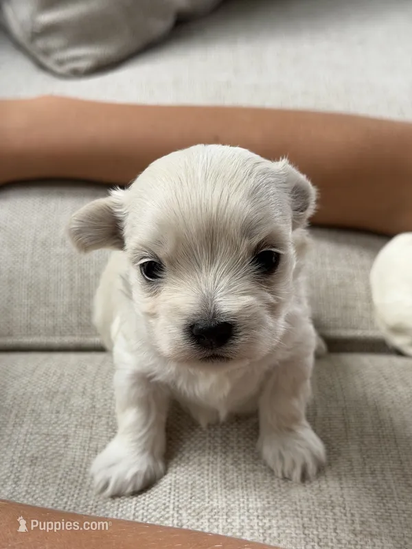 Maltese boy – Maltese puppy for sale in Belle Plaine, MN