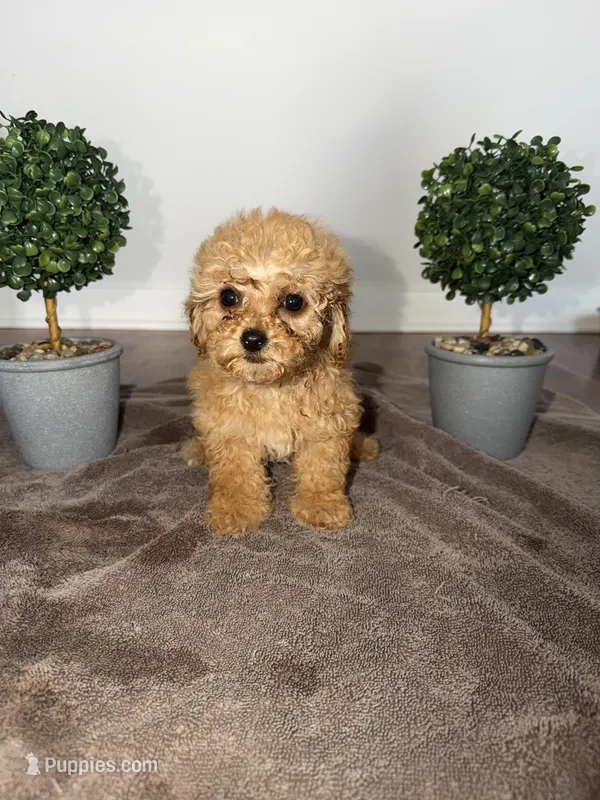 Blue – Poodle - Toy  puppy for sale in Nashville, TN