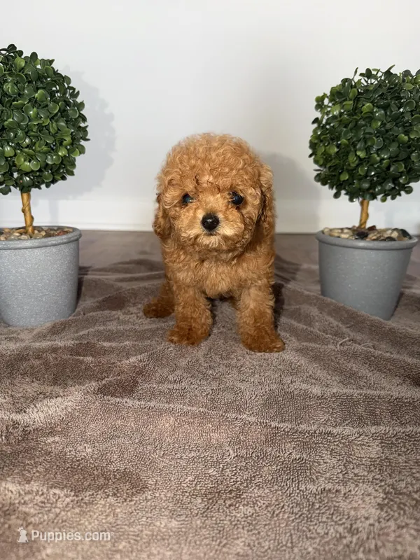 Violet – Poodle - Toy  puppy for sale in Nashville, TN