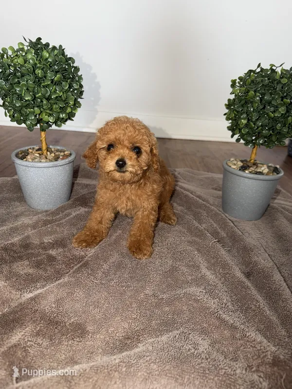 Red – Poodle - Toy  puppy for sale in Nashville, TN