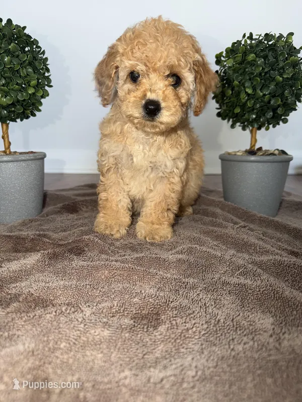 Orange – Poodle - Toy  puppy for sale in Nashville, TN