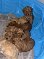 Toy Poodle, a female Poodle - Toy  for sale in Fort Campbell, KY – Photo 1 of 10