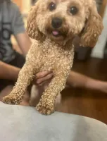 Toy Poodle, a female Poodle - Toy  for sale in Fort Campbell, KY – Photo 2 of 10