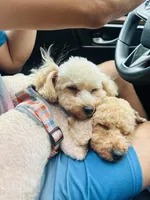 Toy Poodle, a female Poodle - Toy  for sale in Fort Campbell, KY – Photo 5 of 10