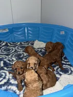 Toy Poodle, a female Poodle - Toy  for sale in Fort Campbell, KY – Photo 3 of 10