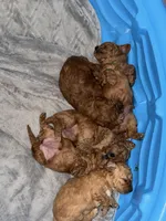 Toy Poodle, a female Poodle - Toy  for sale in Fort Campbell, KY – Photo 4 of 10