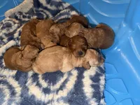 Toy Poodle, a female Poodle - Toy  for sale in Fort Campbell, KY – Photo 6 of 10