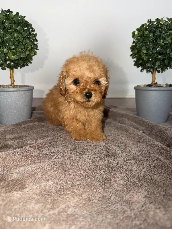 Yellow, a female Poodle - Toy  for sale in Nashville, TN – Photo 1 of 1