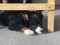 Roxie, a female Border Collie for sale in Cheyenne, WY – Photo 3 of 3