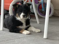 Roxie, a female Border Collie for sale in Cheyenne, WY – Photo 2 of 3