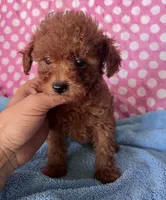 GUYE, a male Maltipoo for sale in Fontana, CA – 2 of 3
