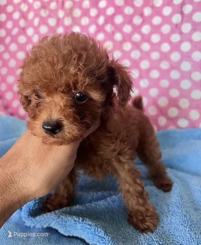 GUYE – Maltipoo puppy for sale in Fontana, CA