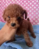GUYE, a male Maltipoo for sale in Fontana, CA – 3 of 3