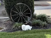 Bichon girl Susie , a female Bichon Frise for sale in California, CA – Photo 1 of 4
