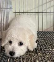 Bichon girl Susie , a female Bichon Frise for sale in California, CA – Photo 2 of 4