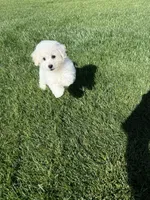 Weekend Special Price!!, a female Bichon Frise for sale in California, CA – Photo 1 of 5