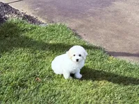Bichon girl Susie , a female Bichon Frise for sale in California, CA – Photo 4 of 4