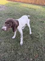 Princess, a female German Shorthaired Pointer for sale in Jacksonville, FL – Photo 2 of 2