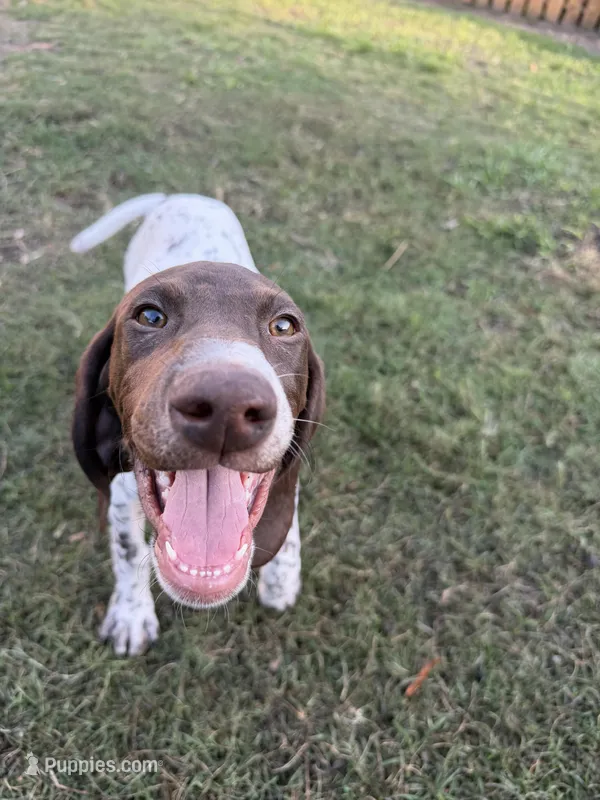 Princess – German Shorthaired Pointer puppy for sale in Jacksonville, FL