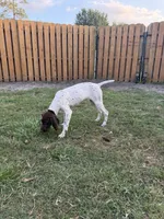 Lily, a female German Shorthaired Pointer for sale in Jacksonville, FL – Photo 3 of 3
