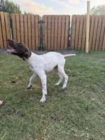 Lily, a female German Shorthaired Pointer for sale in Jacksonville, FL – Photo 2 of 3