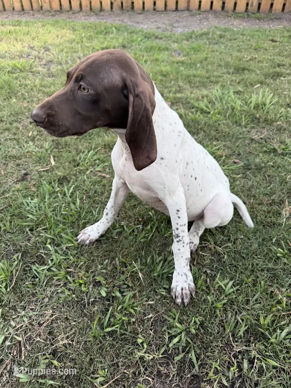 Lily – German Shorthaired Pointer puppy for sale in Jacksonville, FL