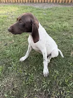 Lily, a female German Shorthaired Pointer for sale in Jacksonville, FL – Photo 1 of 3
