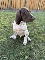 Arrowhead, a male German Shorthaired Pointer for sale in Jacksonville, FL – Photo 2 of 3
