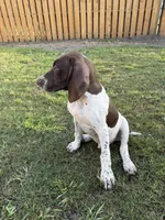 Arrowhead, a male German Shorthaired Pointer for sale in Jacksonville, FL – Photo 3 of 3