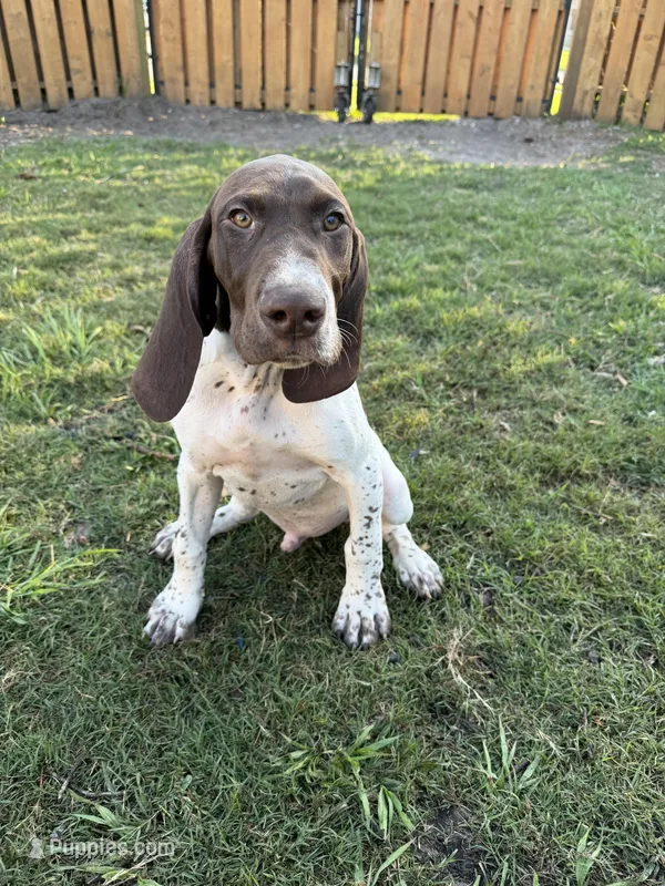 Arrowhead – German Shorthaired Pointer puppy for sale in Jacksonville, FL