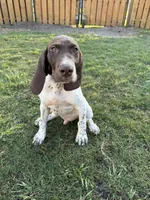 Arrowhead, a male German Shorthaired Pointer for sale in Jacksonville, FL – Photo 1 of 3