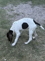 Bella, a female German Shorthaired Pointer for sale in Jacksonville, FL – Photo 2 of 3