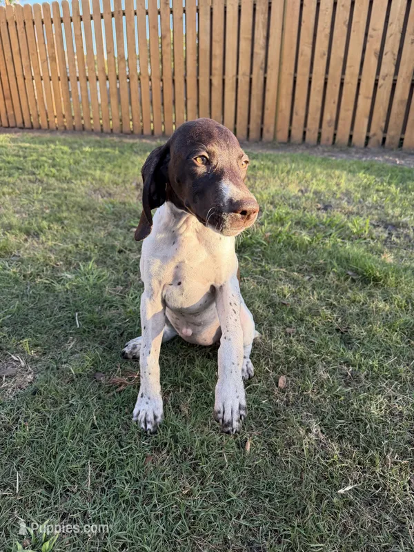 Bella – German Shorthaired Pointer puppy for sale in Jacksonville, FL