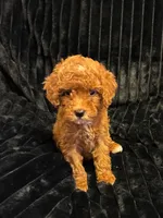 Brownie, a male Poodle - Toy  for sale in New Bedford, MA – 1 of 2
