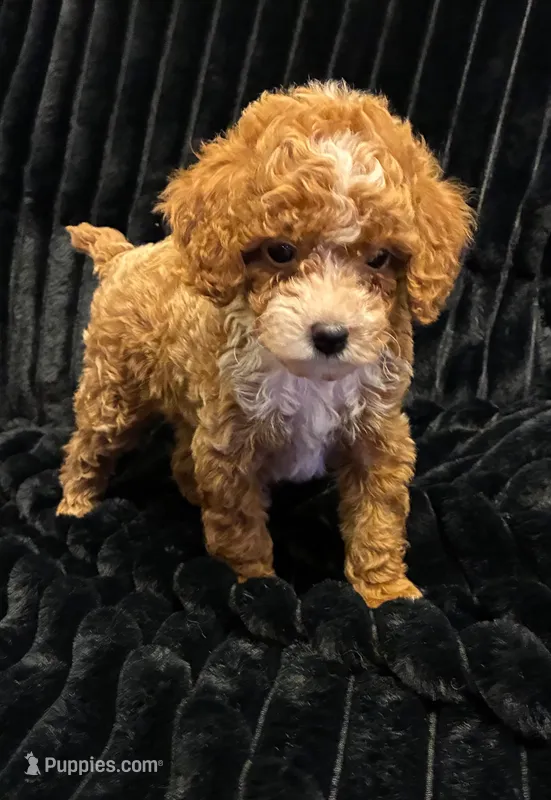 Marshmallow – Poodle - Toy  puppy for sale in New Bedford, MA