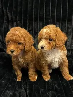 Marshmallow, a male Poodle - Toy  for sale in New Bedford, MA – 2 of 3