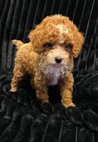 Marshmallow, a male Poodle - Toy  for sale in New Bedford, MA – 3 of 3
