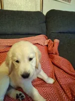 Lightning , a male Golden Retriever for sale in Kingsland, TX – 2 of 10