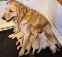 Happy , a male Golden Retriever for sale in Kingsland, TX – 3 of 10