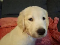 Lightning , a male Golden Retriever for sale in Kingsland, TX – 4 of 10