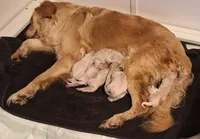 Butternut , a male Golden Retriever for sale in Kingsland, TX – 9 of 10