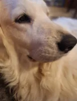 Barby, a female Golden Retriever for sale in Kingsland, TX – 8 of 10