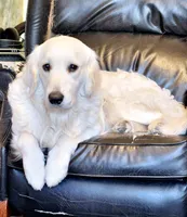 Butternut , a male Golden Retriever for sale in Kingsland, TX – 10 of 10