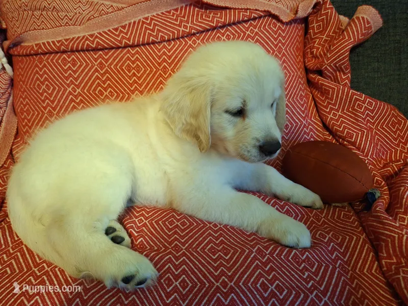 Butternut  – Golden Retriever puppy for sale in Kingsland, TX