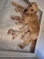 Mr. Black, a male Golden Retriever for sale in Kingsland, TX – 9 of 10