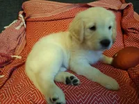 Happy , a male Golden Retriever for sale in Kingsland, TX – 8 of 10