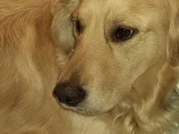 Mr. Black, a male Golden Retriever for sale in Kingsland, TX – 6 of 10