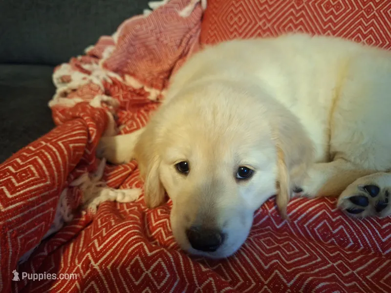 Sassy  – Golden Retriever puppy for sale in Kingsland, TX